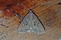 Mesapamea secalella/secalis