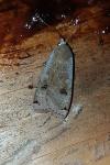 Noctua pronuba
