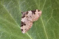 Xanthorhoe fluctuata