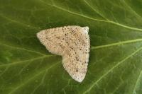 Colostygia multistrigaria