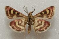 Pyrausta ostrinalis