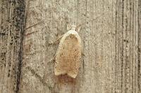 Agonopterix nervosa