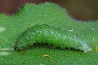 Euchalcia modestoides