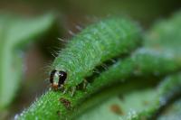 Euchalcia modestoides