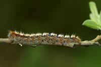 Lasiocampa quercus