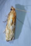 Eucosma cana