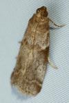 Acrobasis fallouella/glaucella