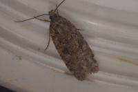 Agonopterix heracliana
