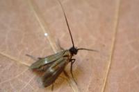 Cauchas fibulella