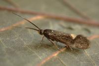 Esperia sulphurella