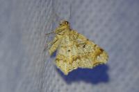 Macaria notata