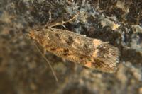 Bryotropha