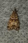 Eudonia mercurella
