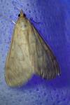 Ostrinia nubilalis/scapulalis