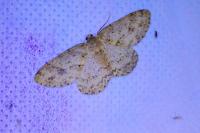 Ectropis crepuscularia