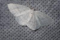 Cabera exanthemata
