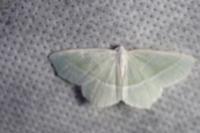 Campaea margaritaria