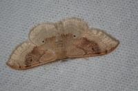 Idaea degeneraria