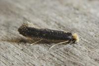 Monopis imella