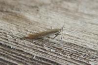 Aspilapteryx tringipennella
