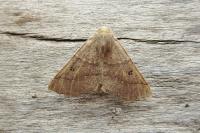 Crocallis dardoinaria
