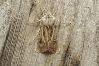 Agrotis graslini