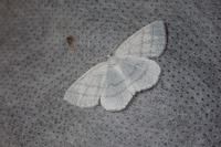 Cabera pusaria