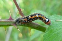 Acronicta tridens
