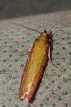 Oncocera semirubella