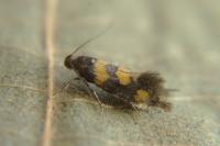Chrysoesthia sexguttella