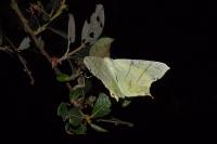 Ourapteryx sambucaria