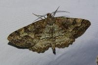 Alcis repandata