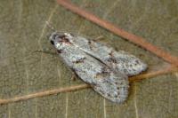 Symmoca signatella