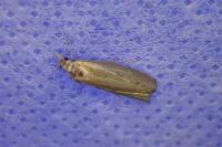Oncocera semirubella