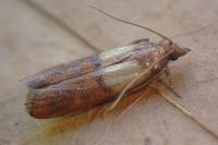 Plodia interpunctella