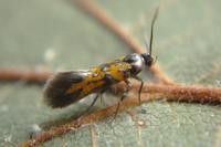 Chrysoesthia drurella