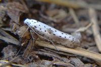 Yponomeuta irrorella