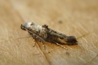 Epermenia chaerophyllella