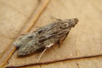 Mirificarma mulinella