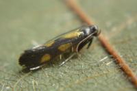 Euspilapteryx auroguttella
