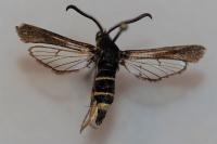 Paranthrene tabaniformis