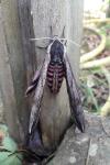 Sphinx ligustri