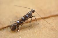 Parectopa ononidis