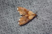 Agrotera nemoralis