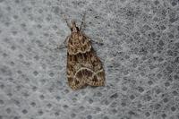Eudonia mercurella