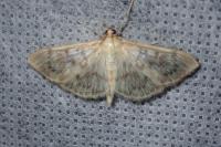 Patania ruralis