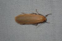 Katha depressa