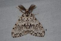 Lymantria monacha