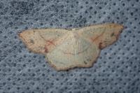 Cyclophora punctaria