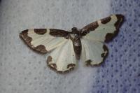 Lomaspilis marginata